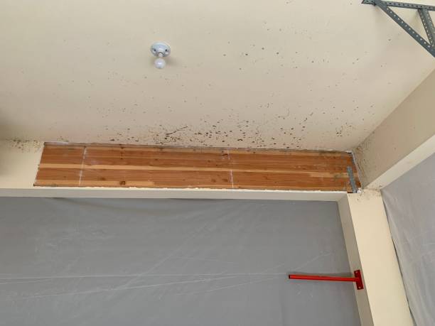 Best Basement Mold Removal  in Osage, IA